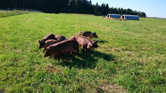 Freilandhaltung & Fütterung der Duroc Schweine