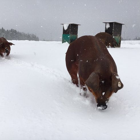 Unsere Schweine im Winter