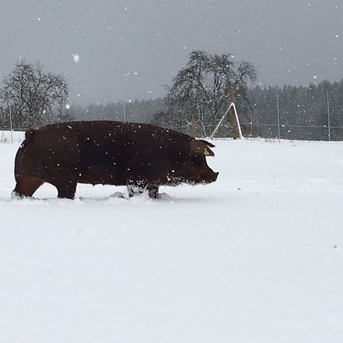 Unsere Schweine im Winter
