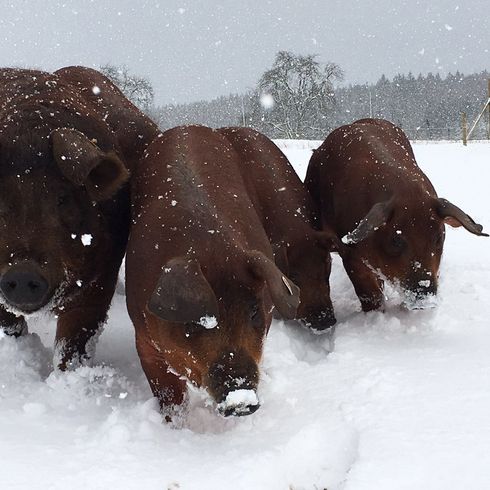 Unsere Schweine im Winter